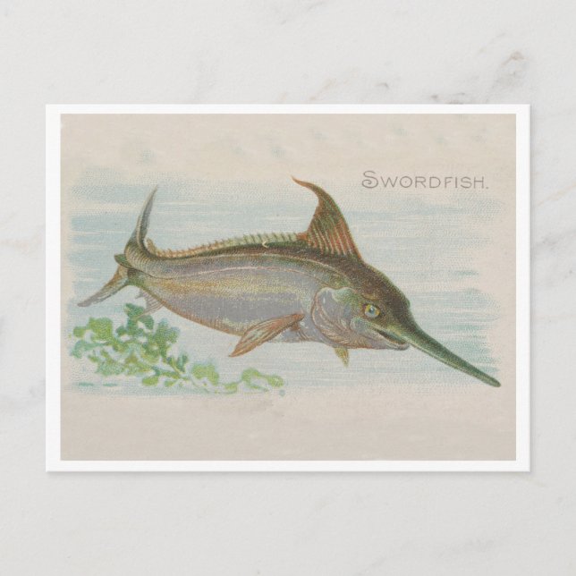 Carte Postale Espadon Pêche Vintage Illustration (Devant)