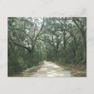 Carte Postale Espagnol Moss, Georgetown Comté, SC