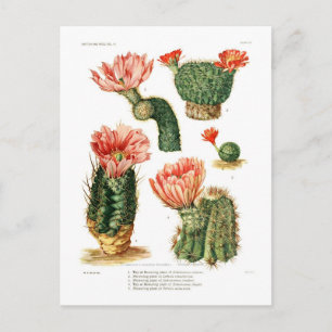 Carte Postale Espèces de cactus