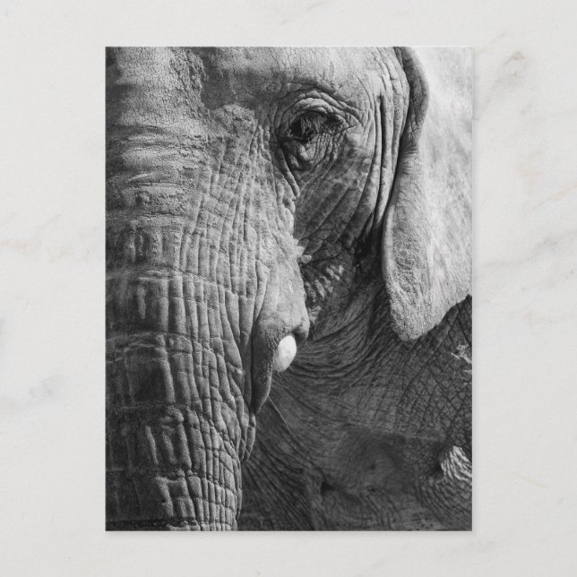 Carte Postale Espion d'oeil (Devant)