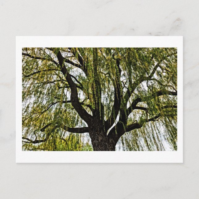 Carte Postale espoirs printaniers assourdis (Devant)