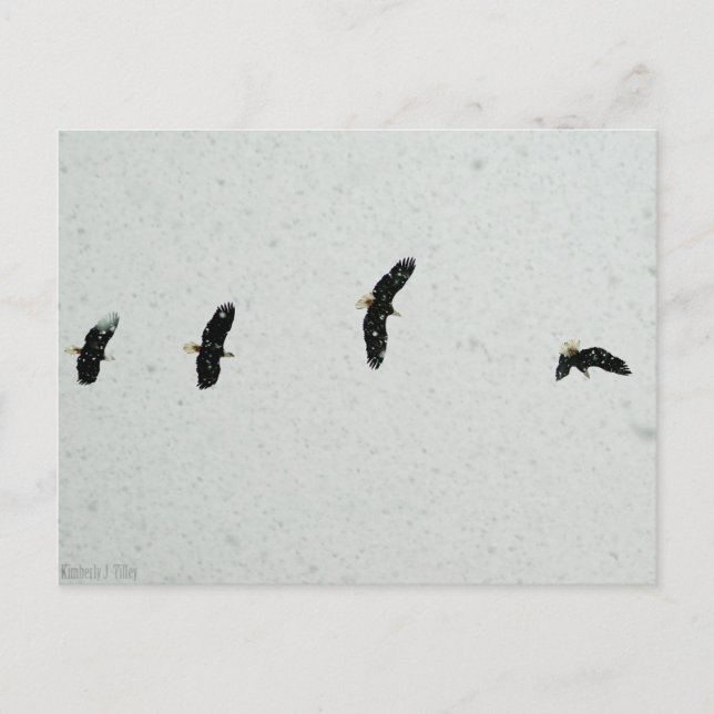 Carte Postale Esprit du vol (Devant)