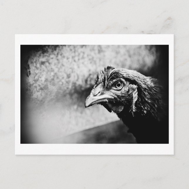 Carte Postale esprits et poulets (Devant)