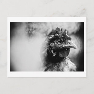 Carte Postale esprits et poulets 2