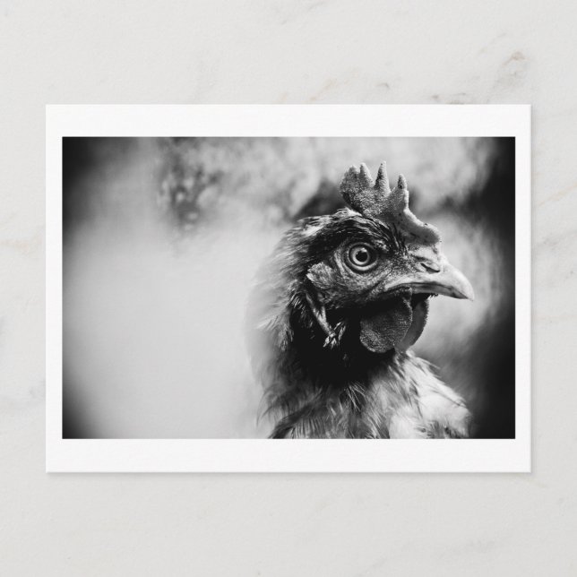 Carte Postale esprits et poulets 2 (Devant)