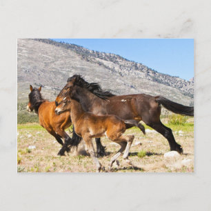 Carte Postale Esprits gratuits