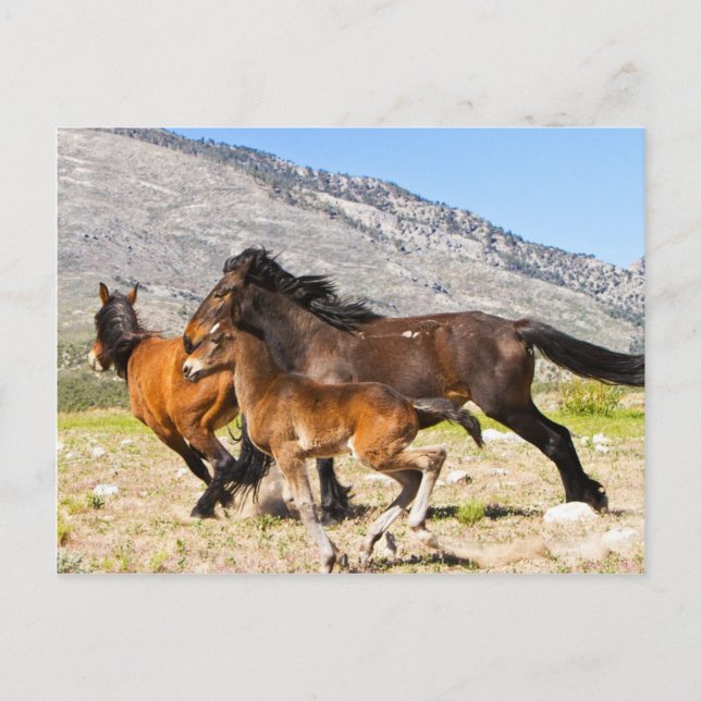 Carte Postale Esprits gratuits (Devant)