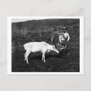 Carte Postale Esquimau de l'Alaska et rennes capturés