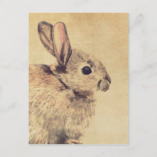 Carte postale Esquisse d'aquarelle de lapin commun