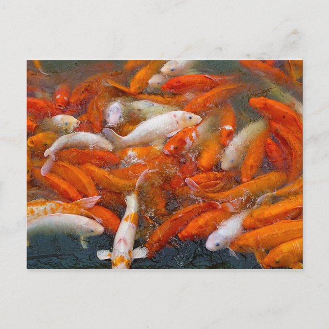 Carte Postale Essai de poisson d'or (Devant)