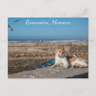 Carte Postale Essaouira, Maroc   Chat en bord de mer