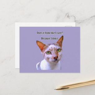 Carte Postale Est-ce que j'ai l'air de m'en soucier Mème de chat