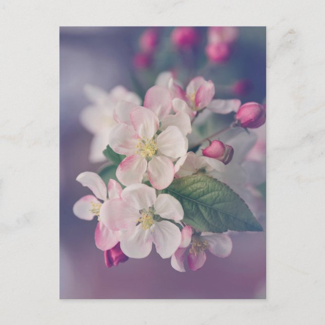 Carte postale esthétique Boho 018 (Devant)
