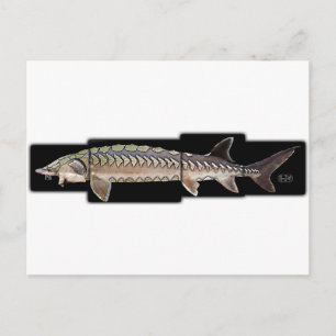 Carte Postale Esturgeon Atlantique - Acipenser oxyrinchus