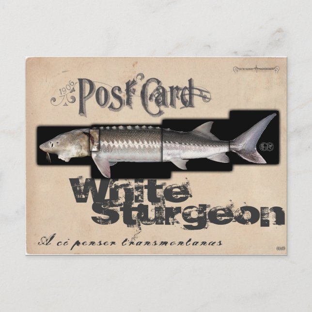 Carte Postale Esturgeon Blanc - Illusionenser Antique (Devant)