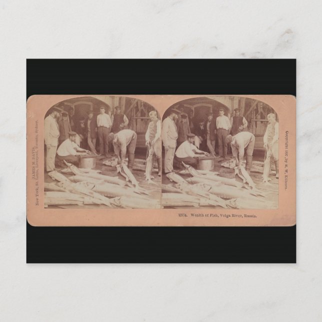 Carte postale esturgeon - StéréoType Russie (Devant)