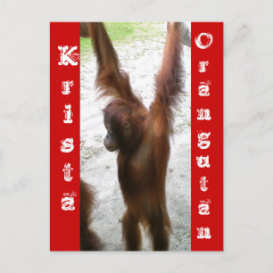 Carte Postale Et le gagnant est Krista Orangutan