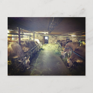 Carte Postale Étable à vaches