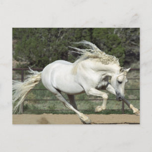 Carte Postale Étalon andalou en course, PR
