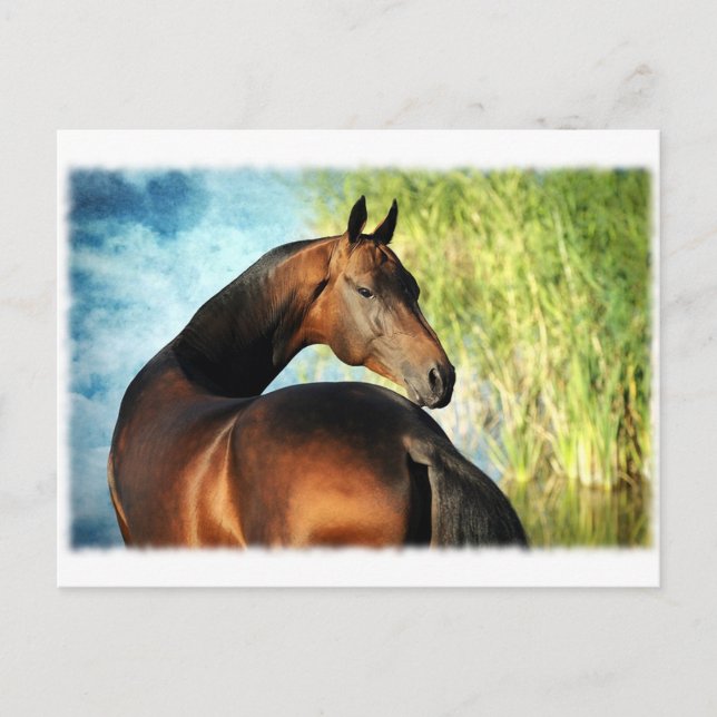 Carte Postale étalon d'Akhal-teke (Devant)