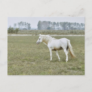 Carte Postale étalon de Camargue