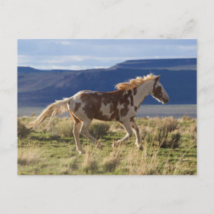 Carte Postale Étalon en course, montagnes de Steens, Oregon