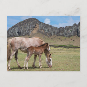 Carte Postale Étalon et poulain au cratère volcanique de Rano Ra