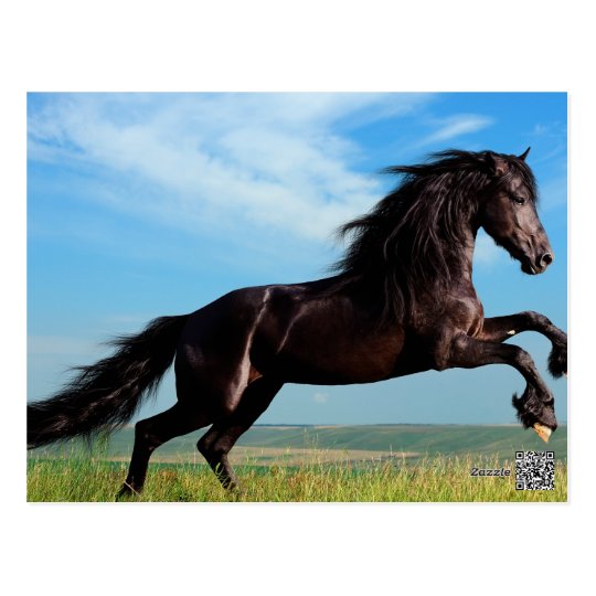 Carte Postale Etalon Noir Et Sauvage Elevant Le Cheval Zazzle Fr