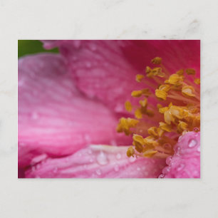 Carte Postale Étamines de fleur de camélia rose