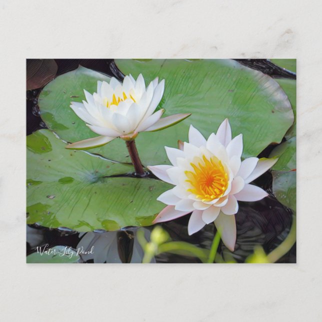 Carte Postale Étang à eau [Carte postale] (Devant)