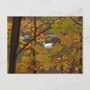 Carte Postale Étang d'automne avec cygne