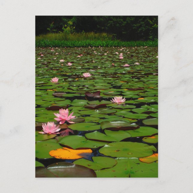 Carte Postale Etang de fleurs de lys d'eau rose (Devant)