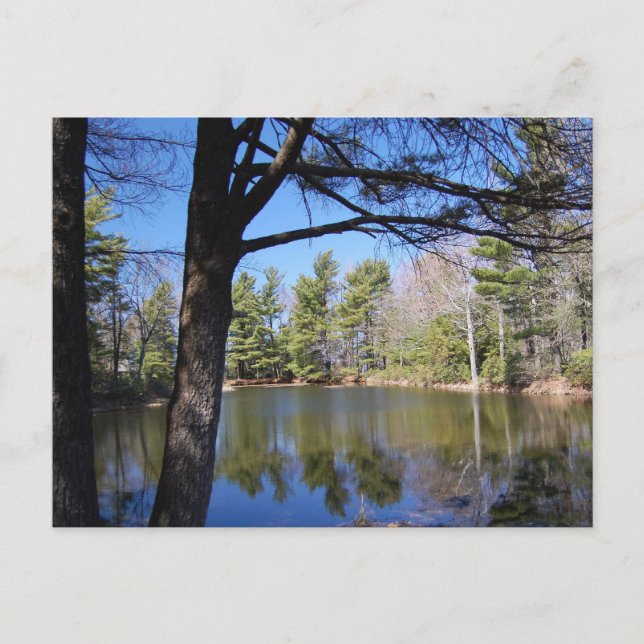 Carte postale Étang de grenouille (Devant)