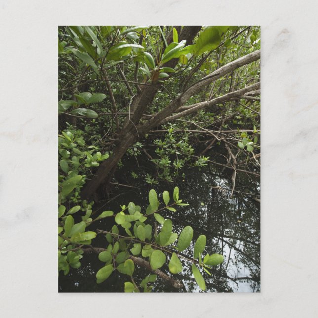 Carte Postale Etang de sel tropical (Devant)