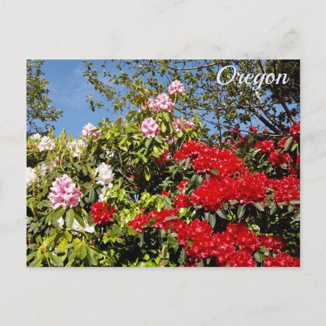 Carte Postale État de l'Oregon (Devant)