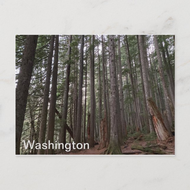 Carte Postale État de Washington (Devant)