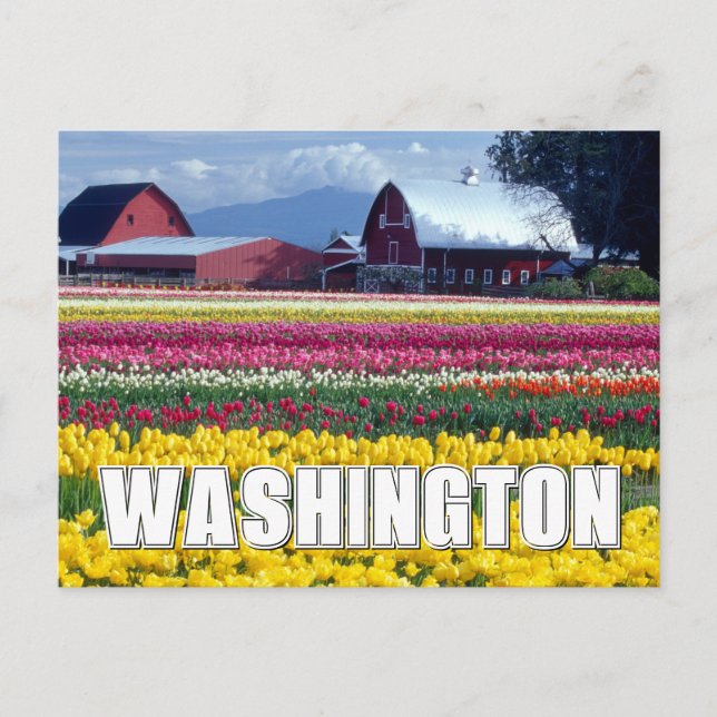 Carte Postale État de Washington | Champ de tulipes (Devant)