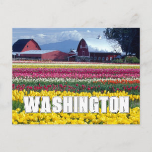 Carte Postale État de Washington   Champ de tulipes   Joyeux Ann