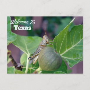 Carte Postale État du Texas