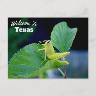 Carte Postale État du Texas