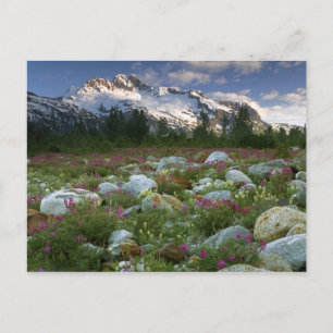 Carte Postale États-Unis, Alaska, Alsek-Tatshenshini Wilderness.