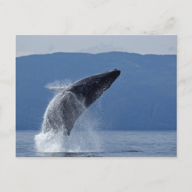 Carte Postale États-Unis, Alaska, Angoon, baleine à bosse (Megap (Devant)