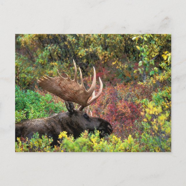 Carte Postale États-Unis, Alaska, Denali National Park, Bull Moo (Devant)
