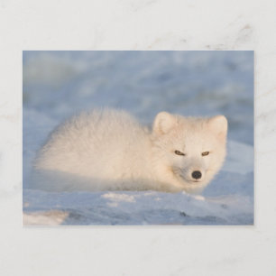 Carte Postale États-Unis, Alaska, Fox