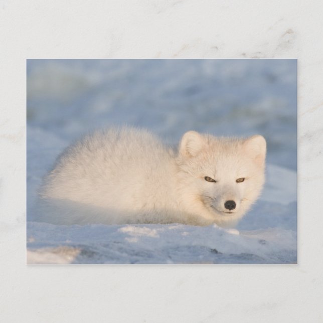 Carte Postale États-Unis, Alaska, Fox (Devant)