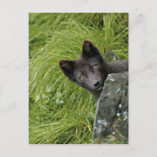 Carte Postale États-Unis, Alaska, Îles Pribilof, St Paul. Bleu