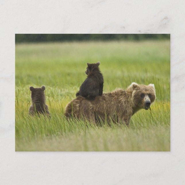 Carte Postale États-Unis, Alaska, Lake Clark National Park (Devant)