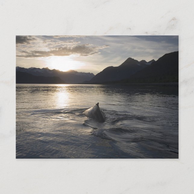 Carte Postale États-Unis, Alaska, Parc national de Glacier Bay, (Devant)