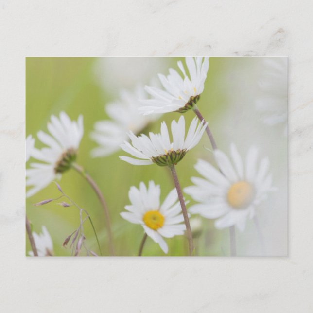 Carte Postale États-Unis, Alaska, Parc national de Glacier Bay (Devant)