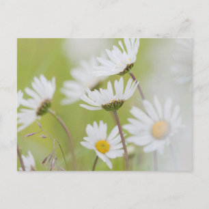 Carte Postale États-Unis, Alaska, Parc national de Glacier Bay